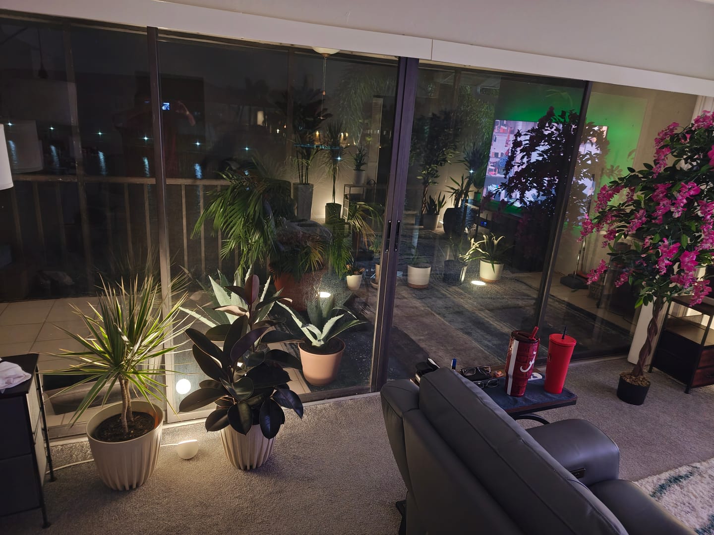 Customer photo review of Ficus Burgundy Bush, Rubber Tree