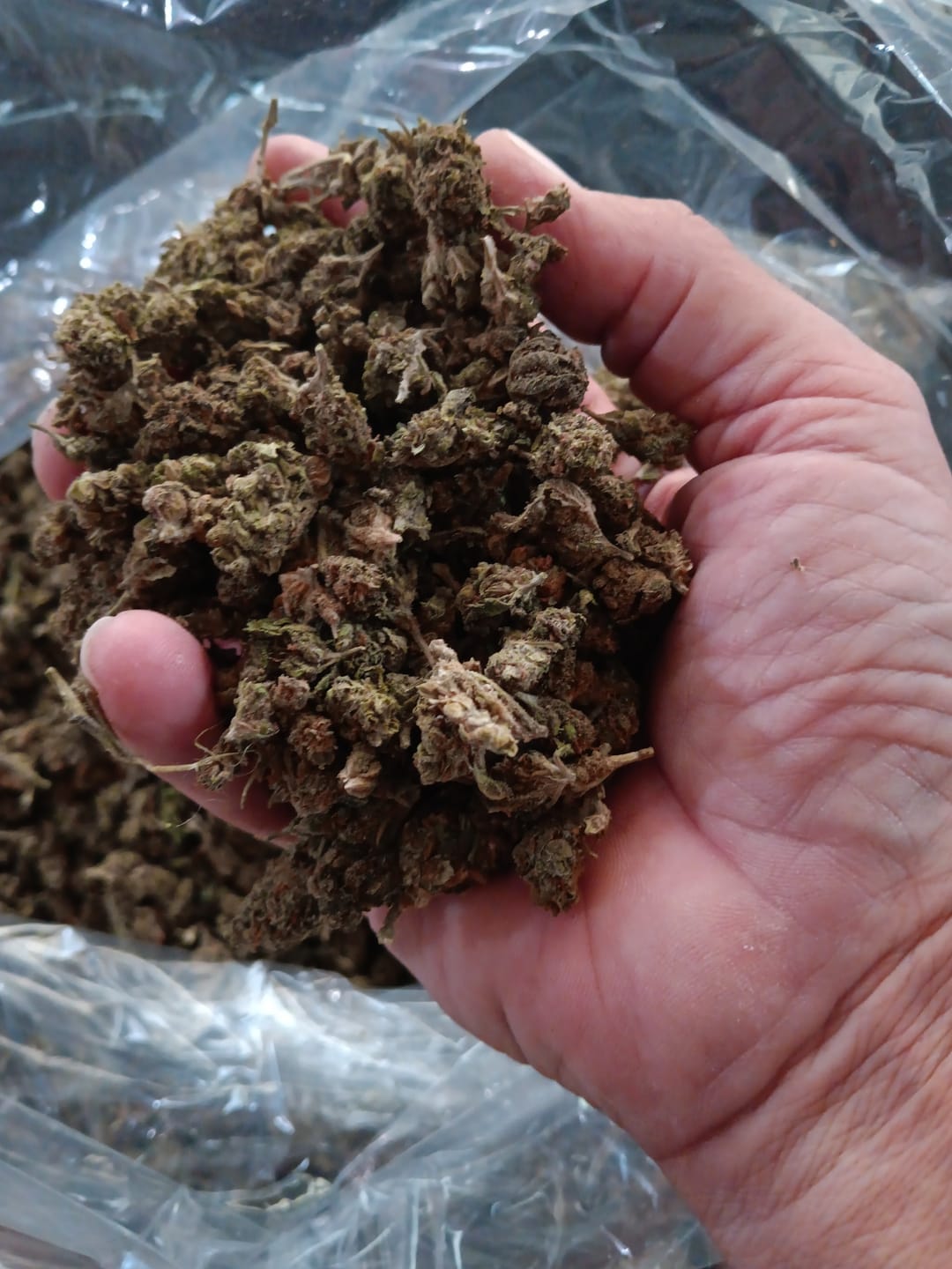 Customer photo review of Butterscotch OG - Bulk - Indica