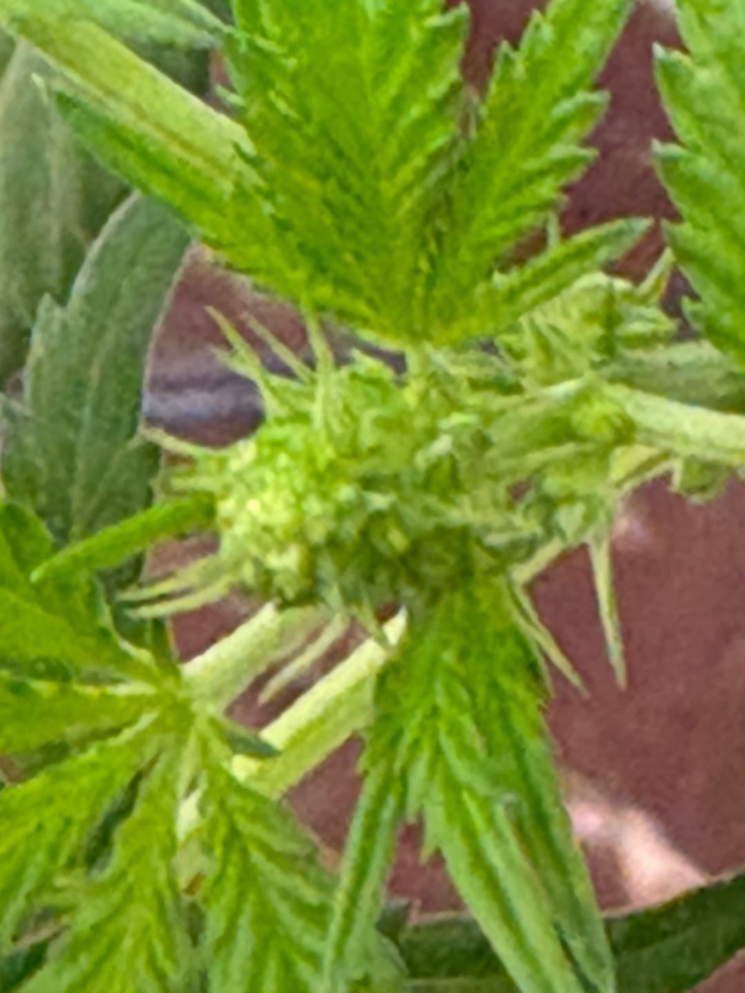 Customer photo review of Hashburger - 28 Grams - Indica
