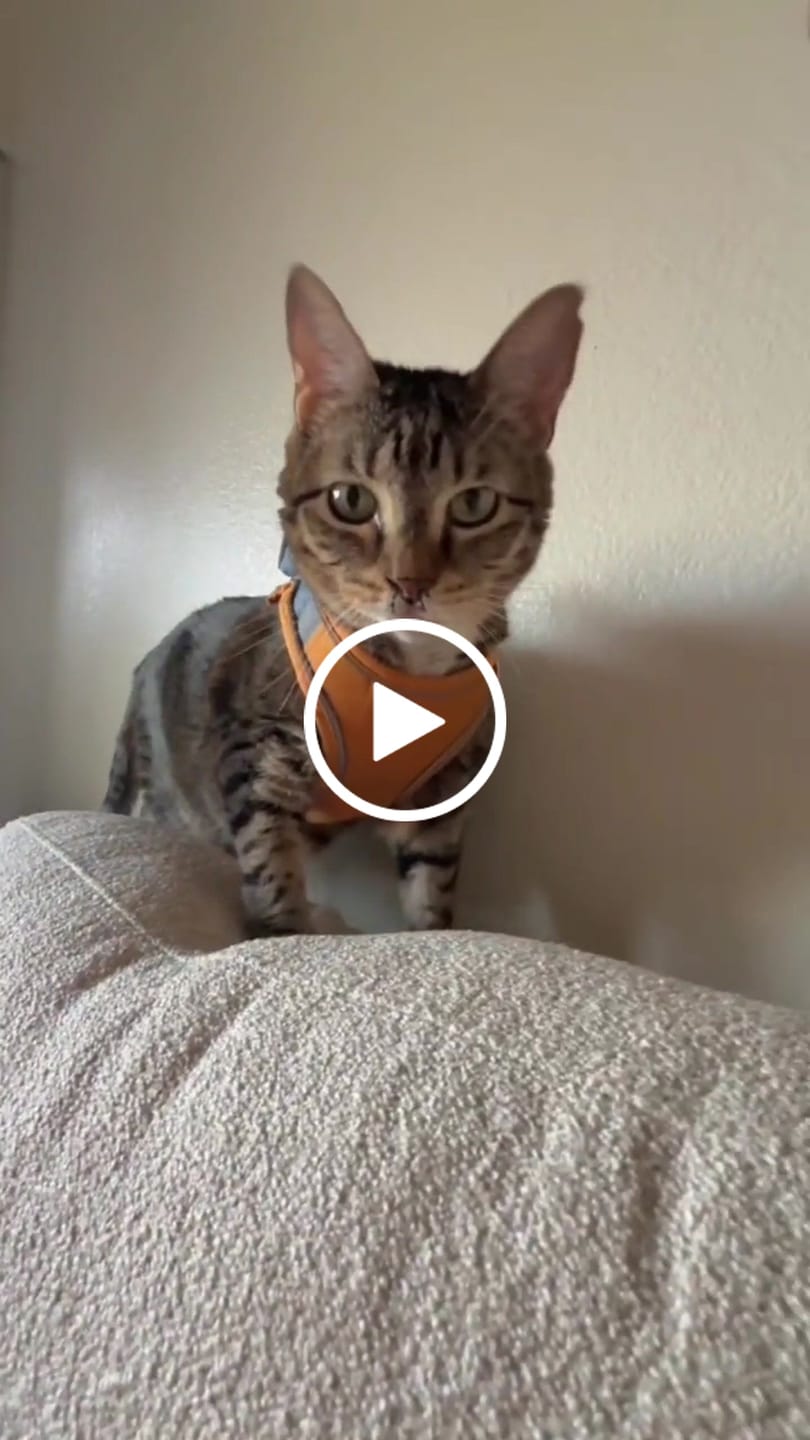 Customer video review of Escape-Proof Cat Harness + Leash