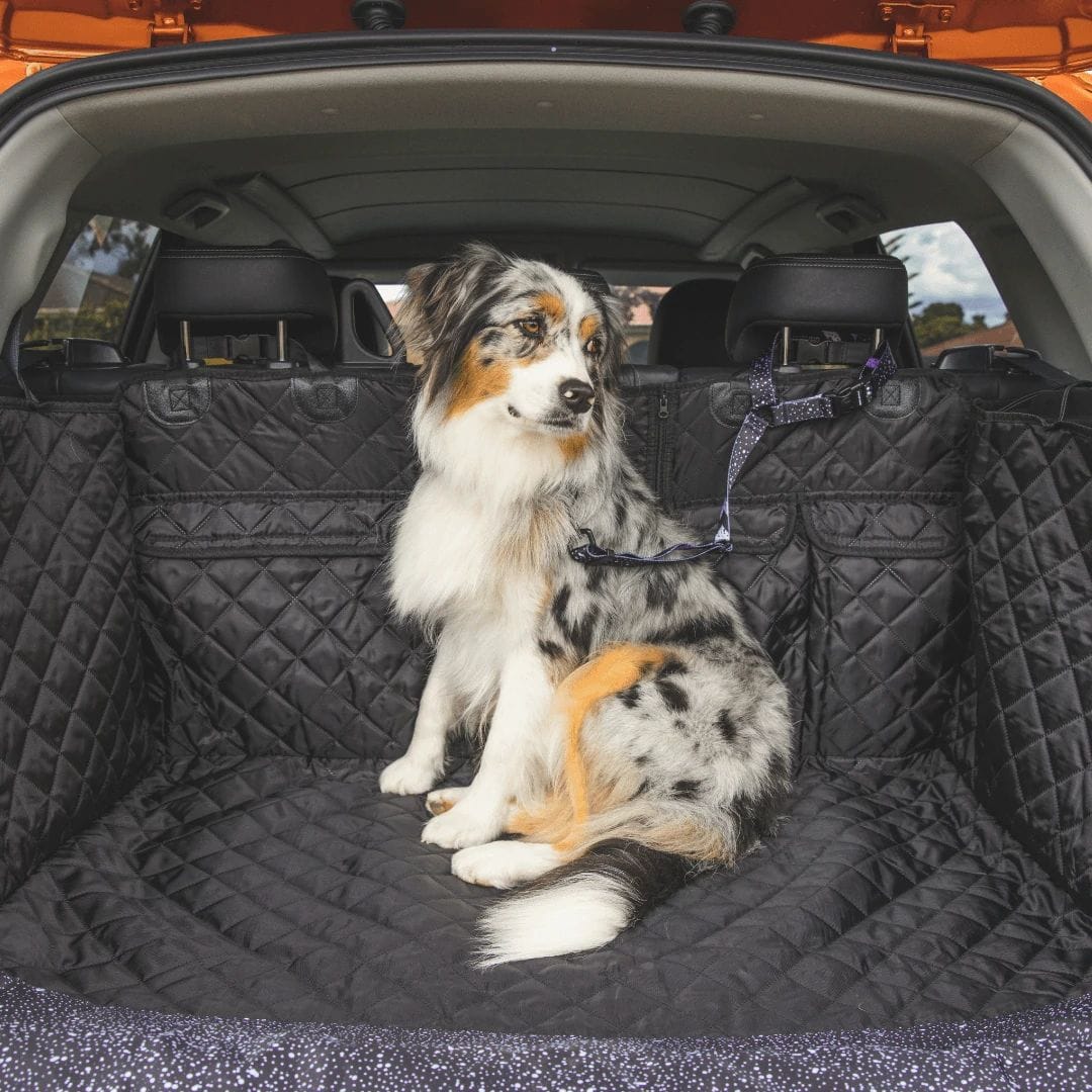 Customer photo review of Paw Protect - Dog Boot Cover