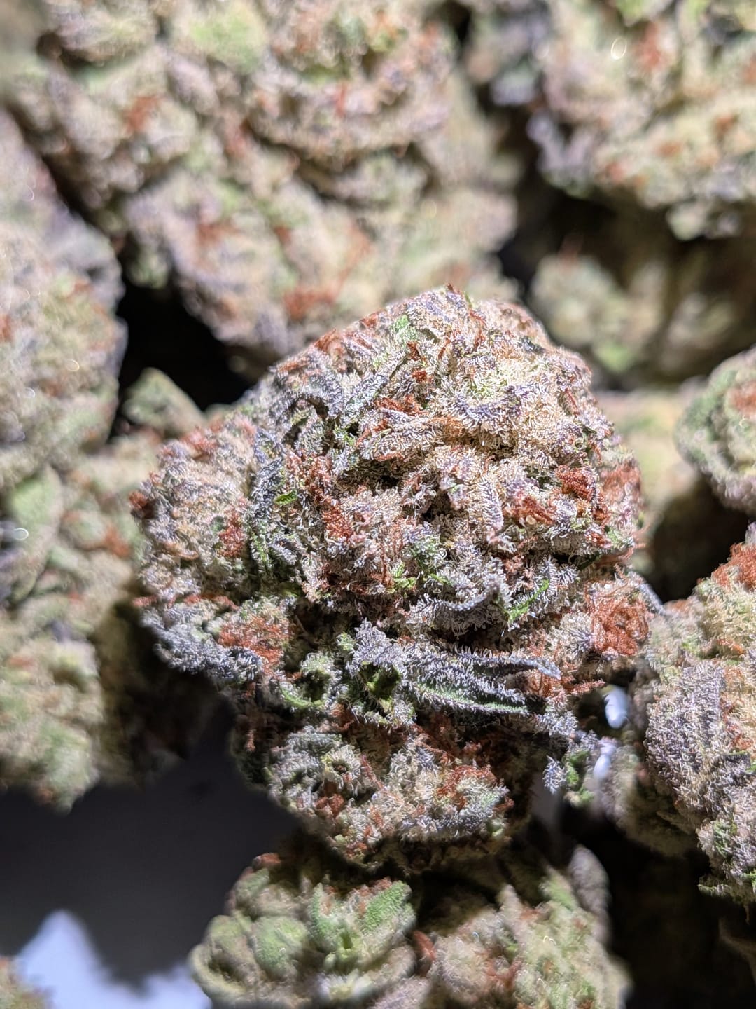 Customer photo review of Truffle - Bulk - Indica