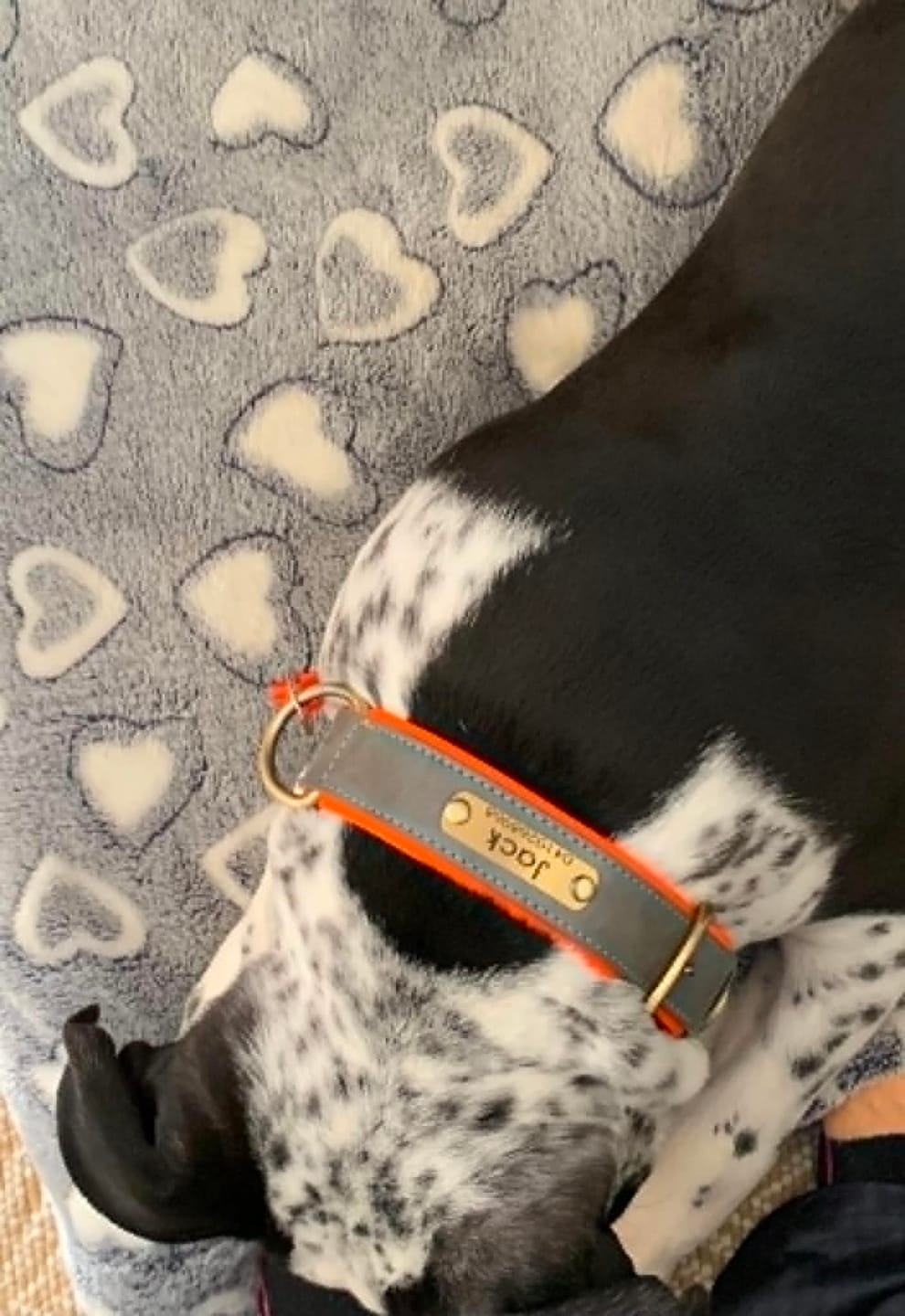 Customer photo review of Personalised Dog Collars for Small Medium Large Dogs