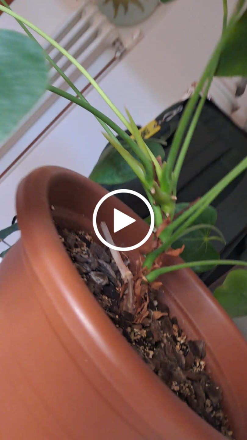 Customer video review of Tropical Slow-Release Plant Food