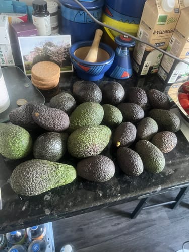 Ein Kunde zeigt viele grüne und dunkle Avocados aus dem "Späternte" Mix auf einer Küchentheke.