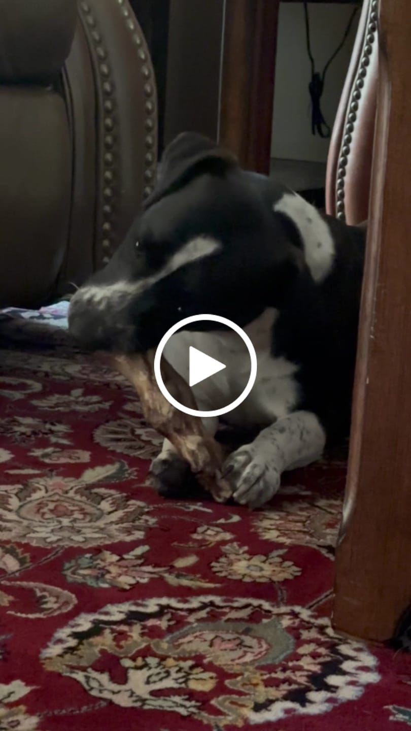 Customer video review of Ostrich Foot Bone (7" x 3.5"): The Flavorful & Long-Lasting Chew for Small to Medium Dogs
