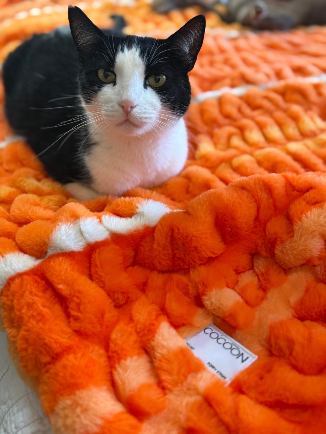 Customer photo review of No. 017 Poppy Stripe