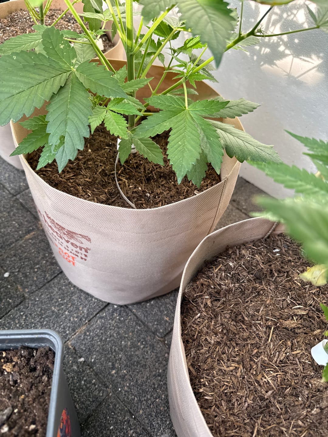 Customer photo review of Muddis Mulch