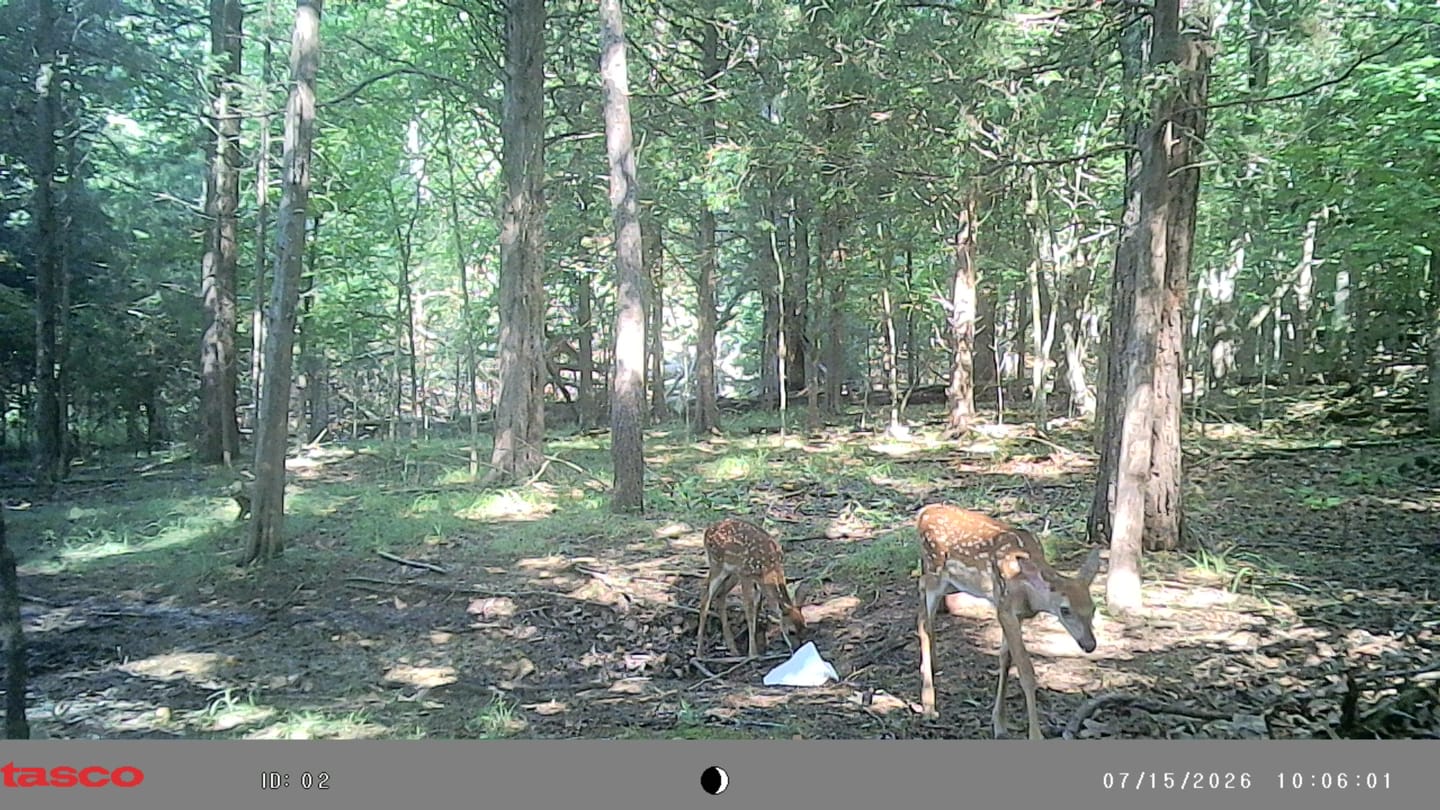 Customer photo review of 4 for $50! - Tasco 12MP with Low Glow Infrared Flash Trail Camera