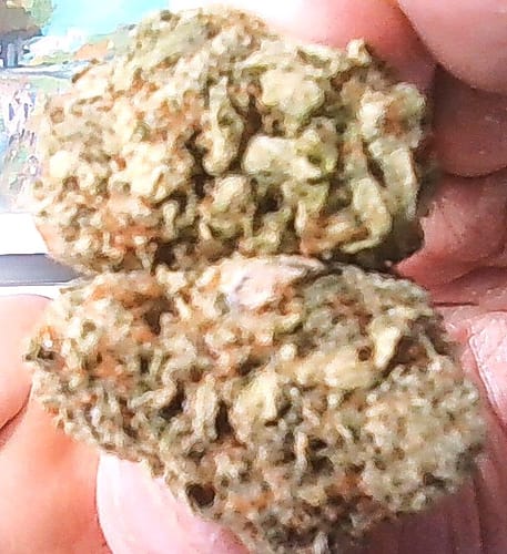 Close-up: Reviewer holding two dense buds of the Royal Cherry flower in their hand.