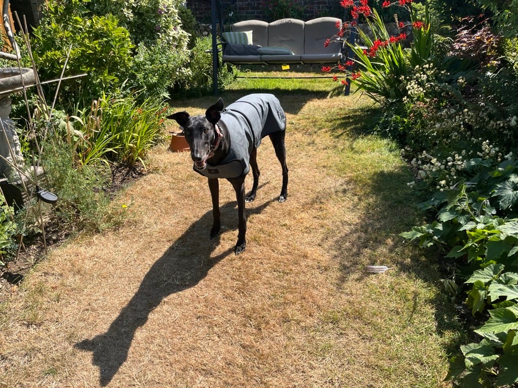Customer photo review of Luxury Dog Cooling Coat
