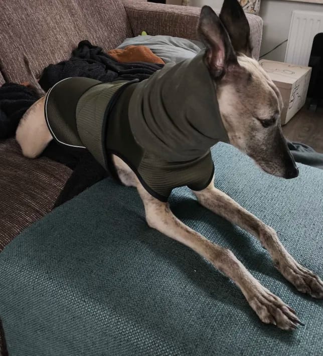Customer photo review of CalmPaws — Anti Anxiety Calming Vest for Dogs