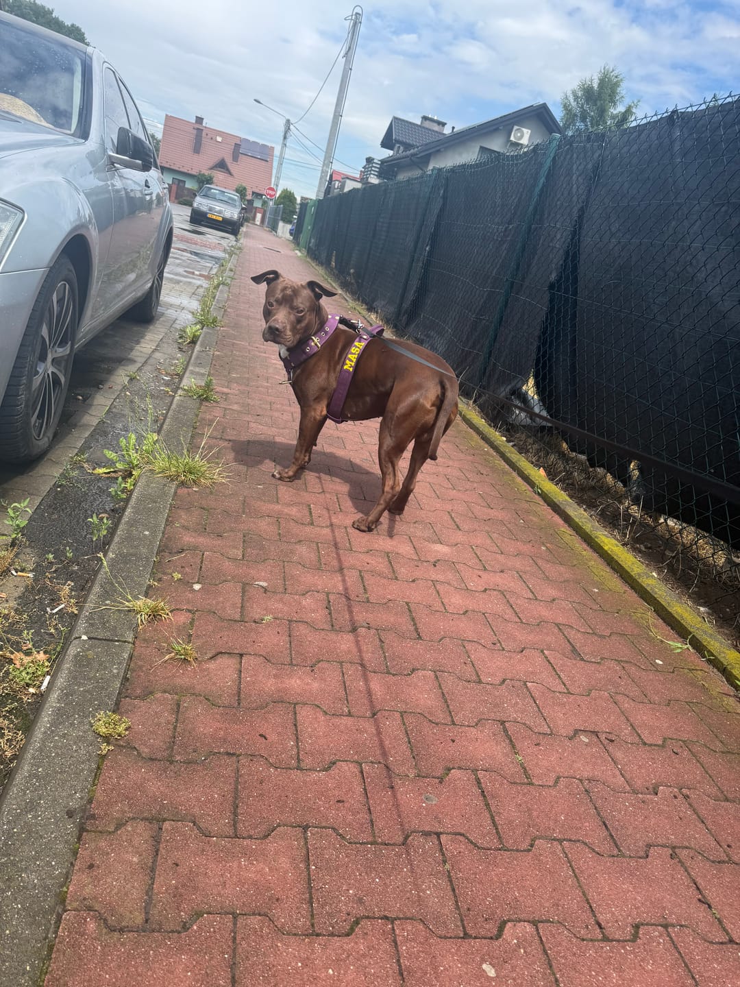 Customer photo review of Szelki dla psa typu guard z imieniem - Personal Harness