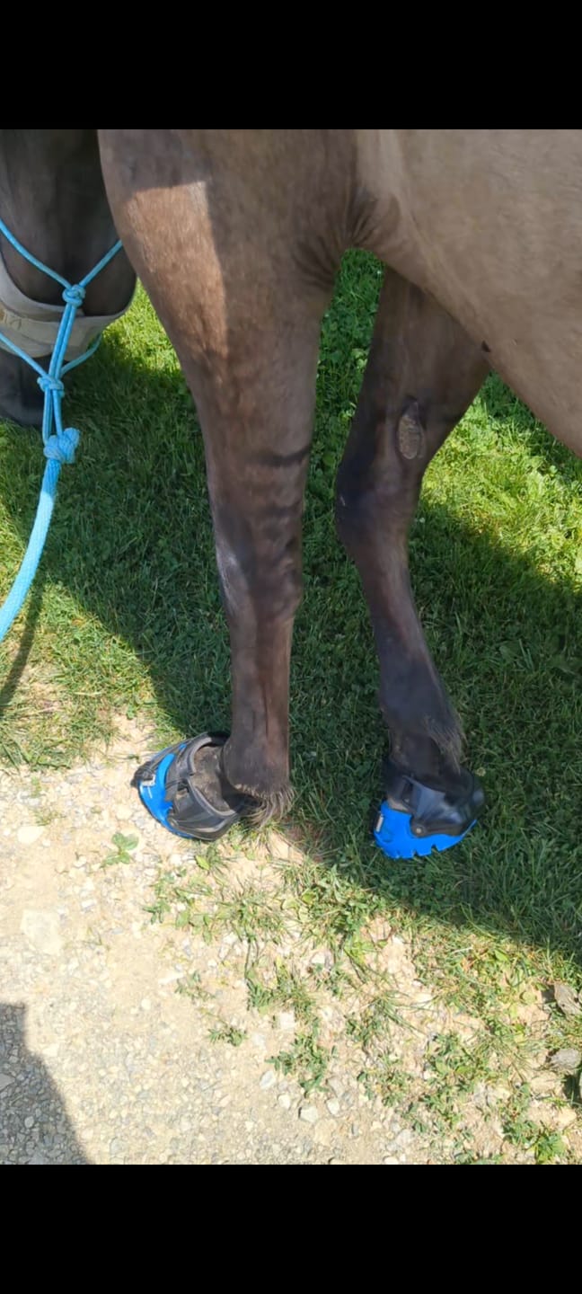 Customer photo review of Renegade® Viper Hoof Boot ULTRA-BLEM Seconds -- Blind Box Mystery Selection