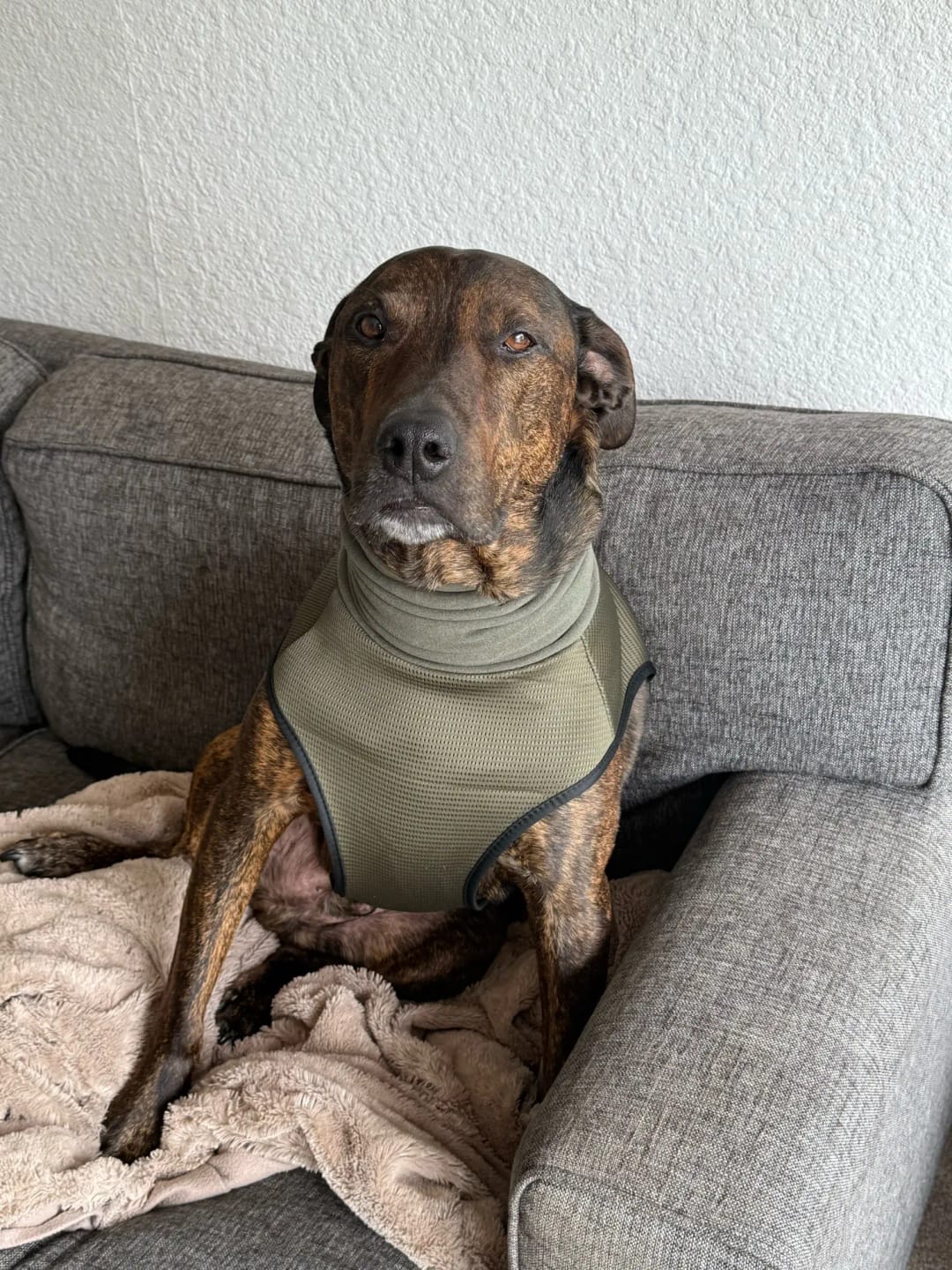 Customer photo review of CalmPaws — Anti Anxiety Calming Vest for Dogs