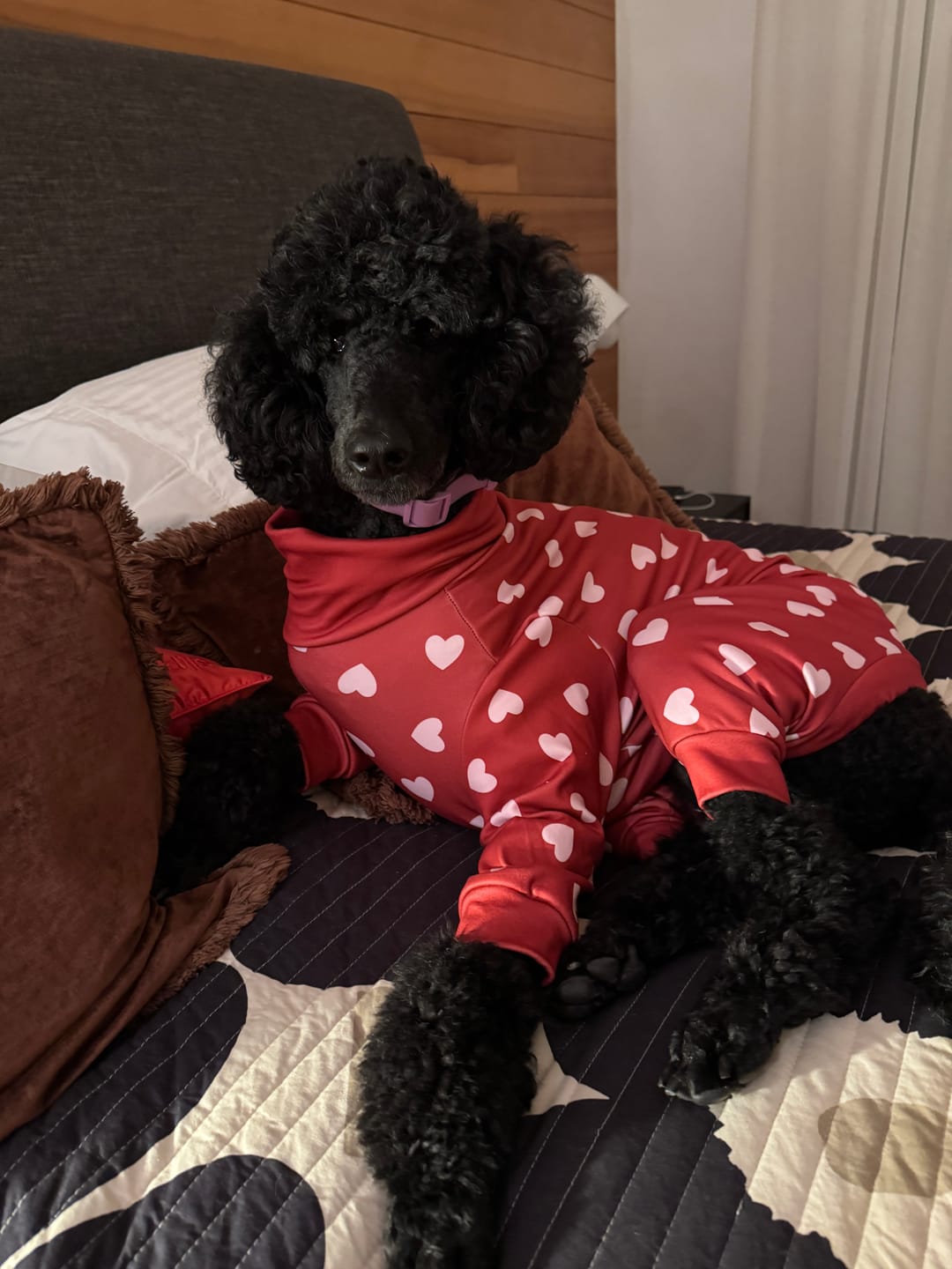 Customer photo review of Dog Pajama - Red Hearts