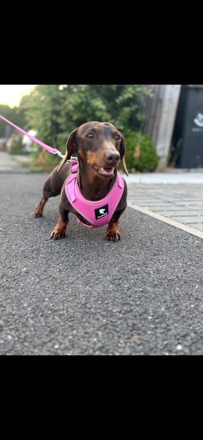 Customer photo review of Air-Lite Harness - Pink