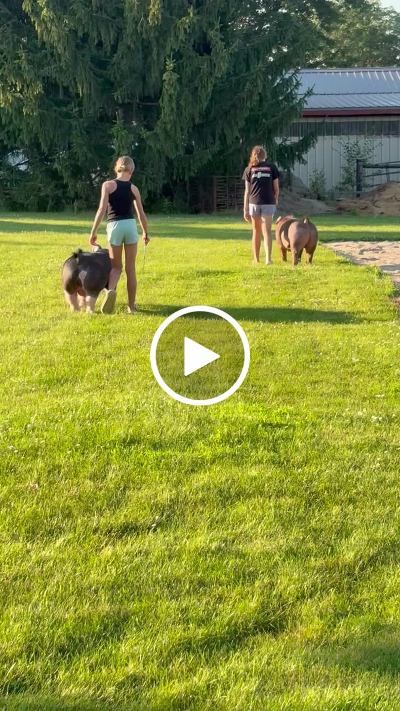 Customer video review of OptiWize Collagen +Plus Livestock Joint Supplement