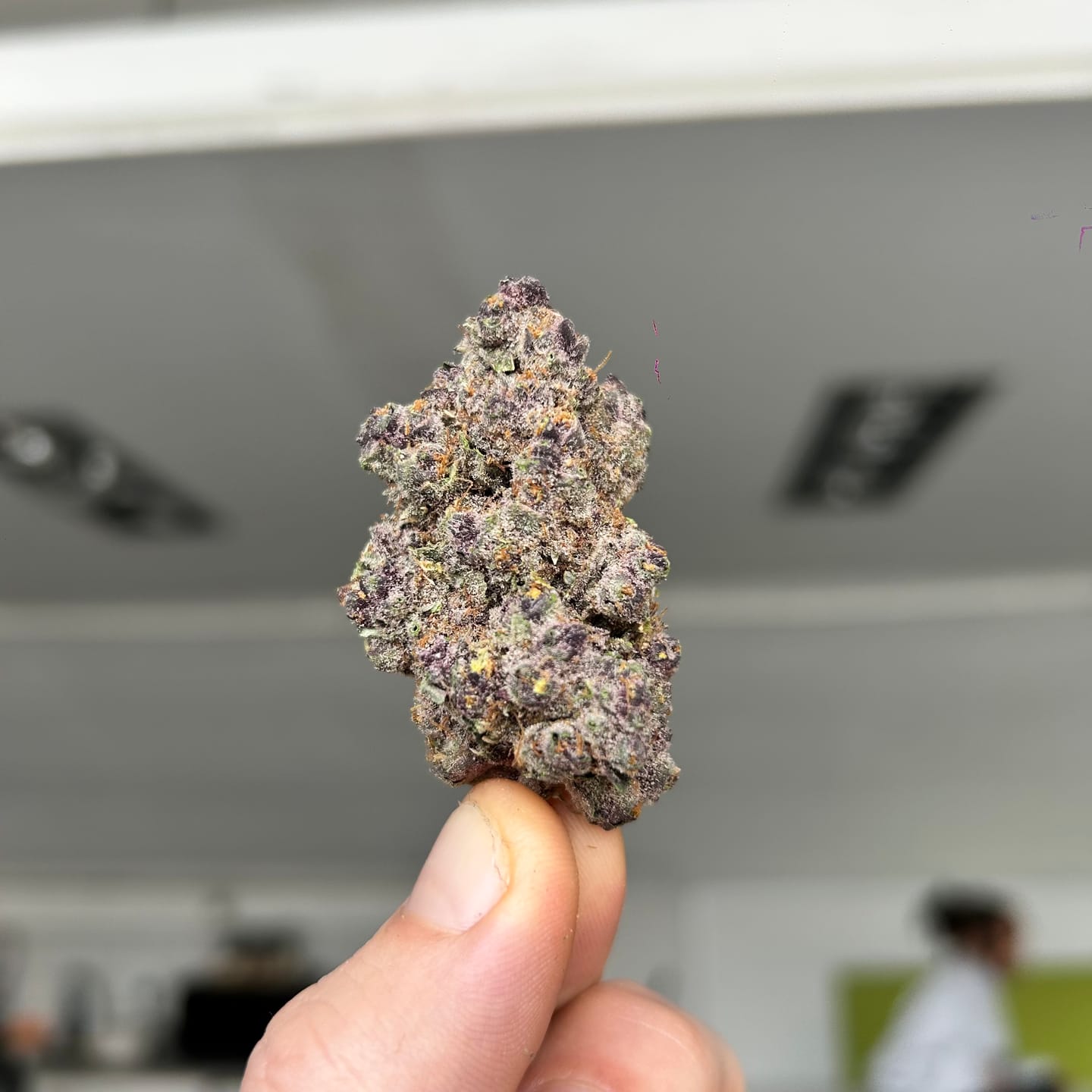 Customer photo review of Exotic Indoor Flower - Super Buff Cherry