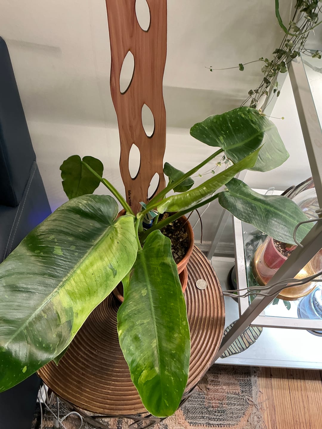 Customer photo review of Philodendron 'Jose Buono'