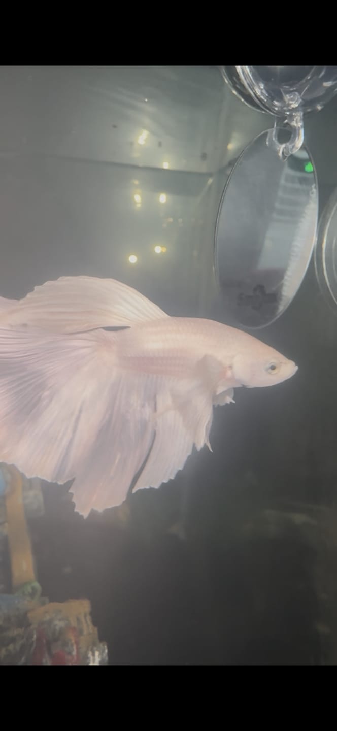 Customer photo review of Super White Dumbo Ear Halfmoon Male Betta Fish