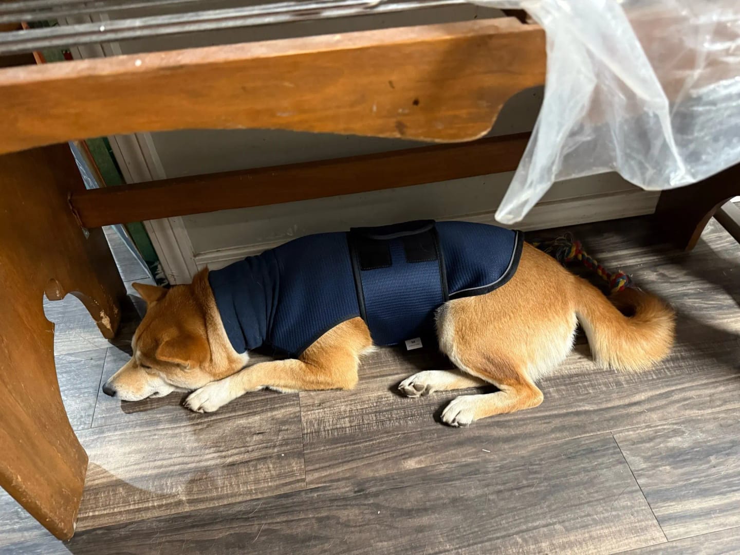 Customer photo review of CalmPaws — Anti Anxiety Calming Vest for Dogs