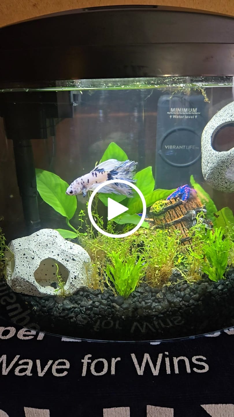Customer video review of Blue Marble Dot Halfmoon Male Betta Fish | Grower Pick