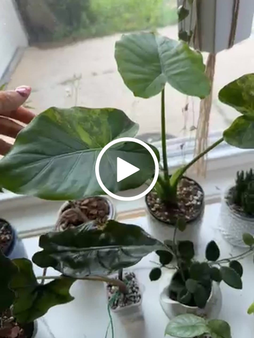 Customer video review of Alocasia odora aurea variegated