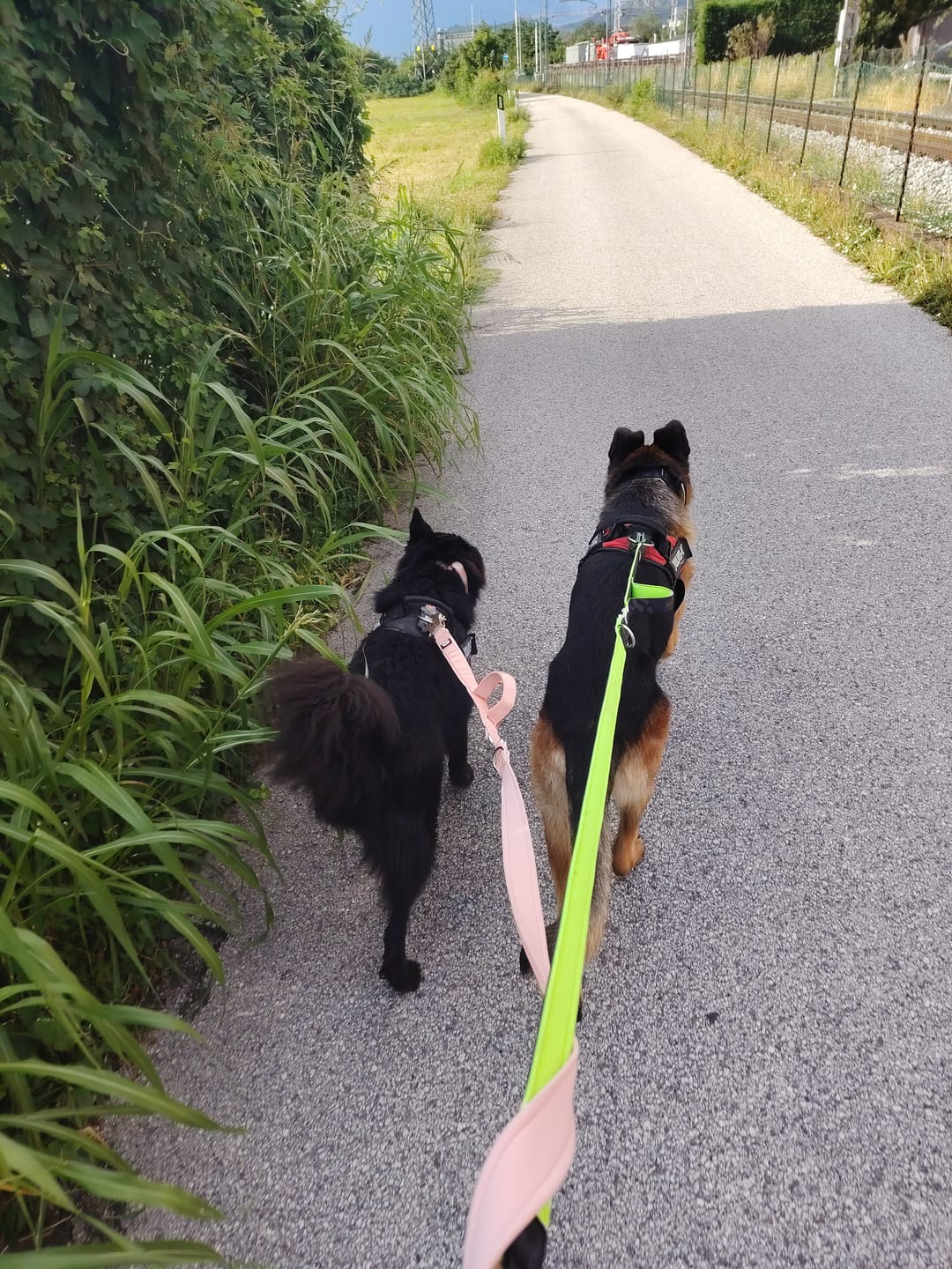 Customer photo review of Guinzaglio Sniper Multifunzione