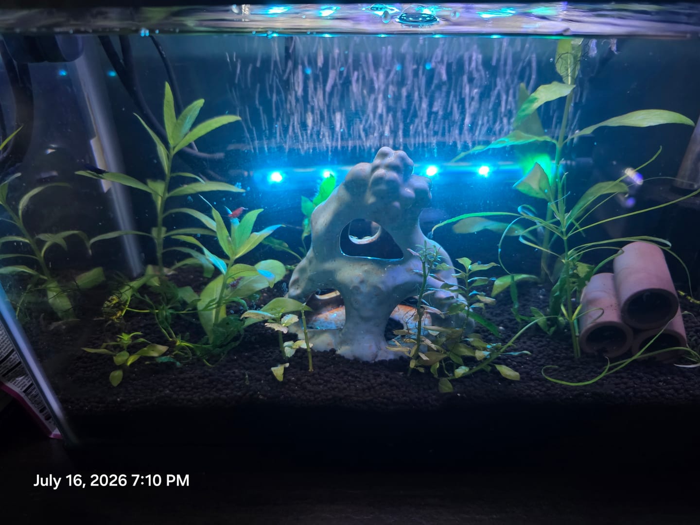 Customer photo review of Freshwater Pom Pom Crab (Ptychognathus barbatus)