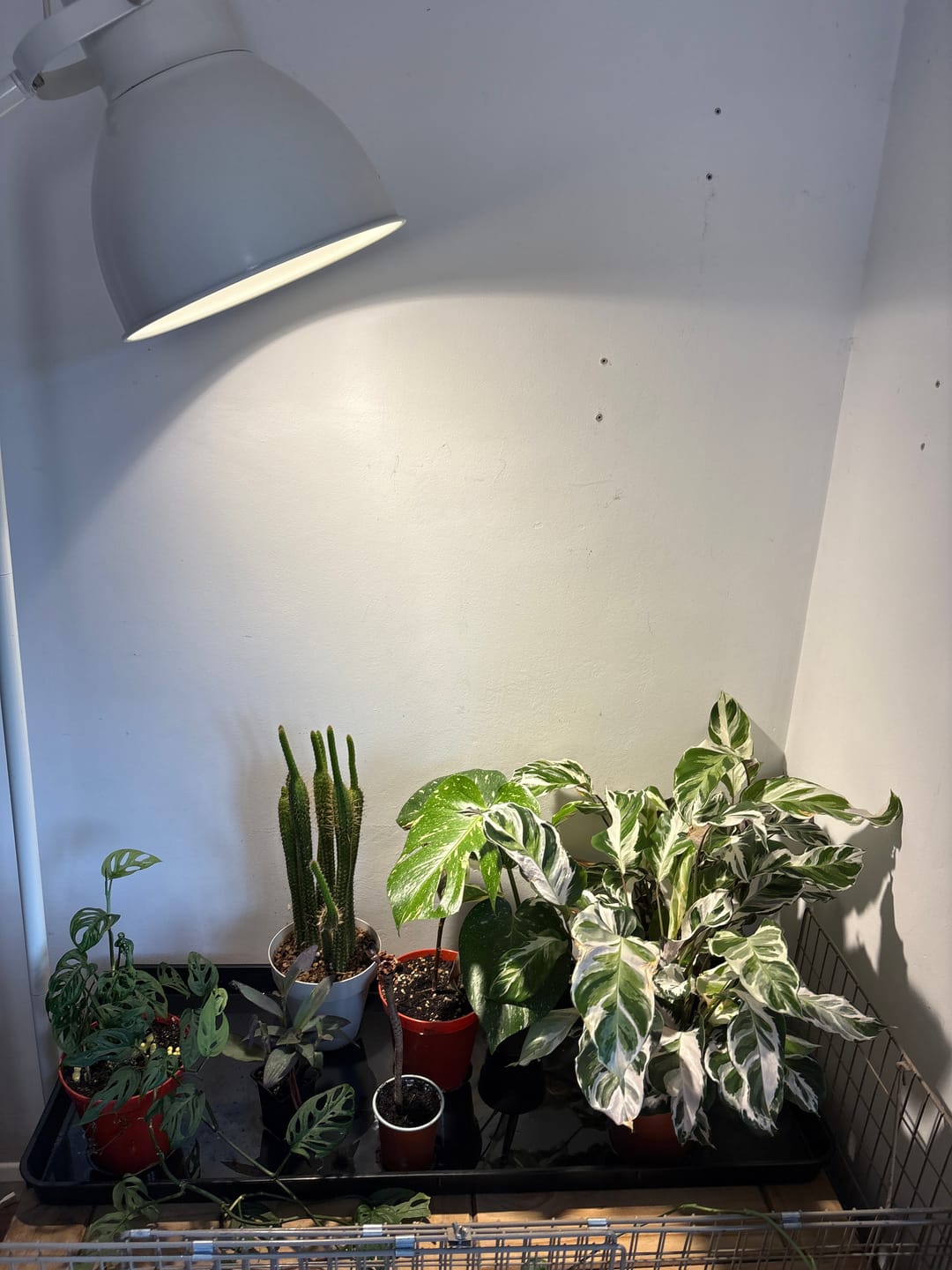 Customer photo review of Pianta 30 Grow Light LED Bulb