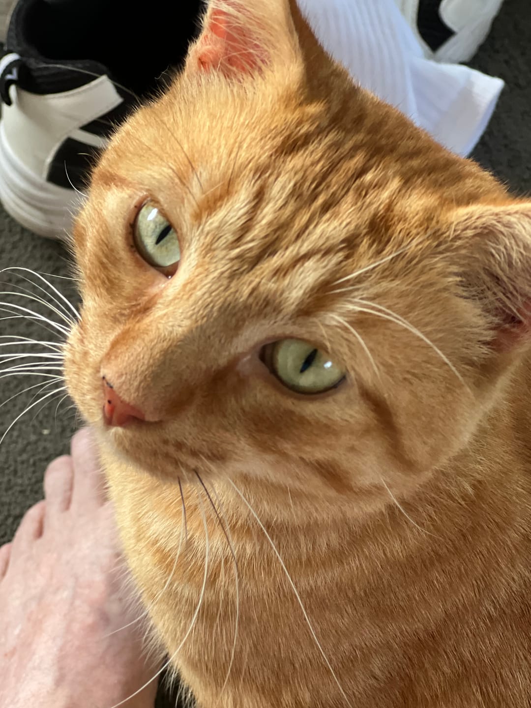 Customer photo review of NexGard SPECTRA for Large Cats 2.5-7.4kg