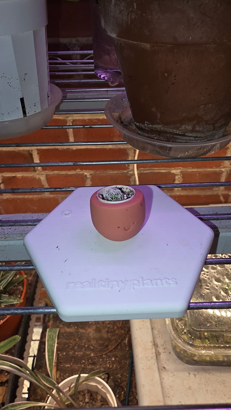 Customer photo review of Little Lavender