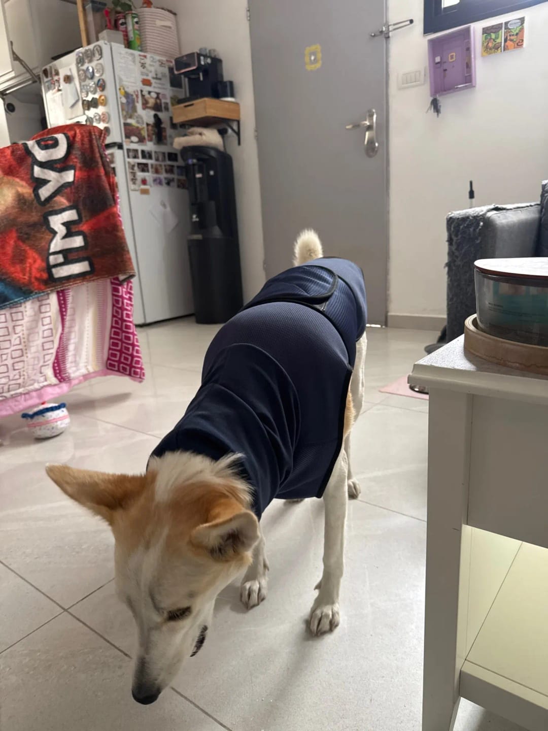 Customer photo review of CalmPaws — Anti Anxiety Calming Vest for Dogs