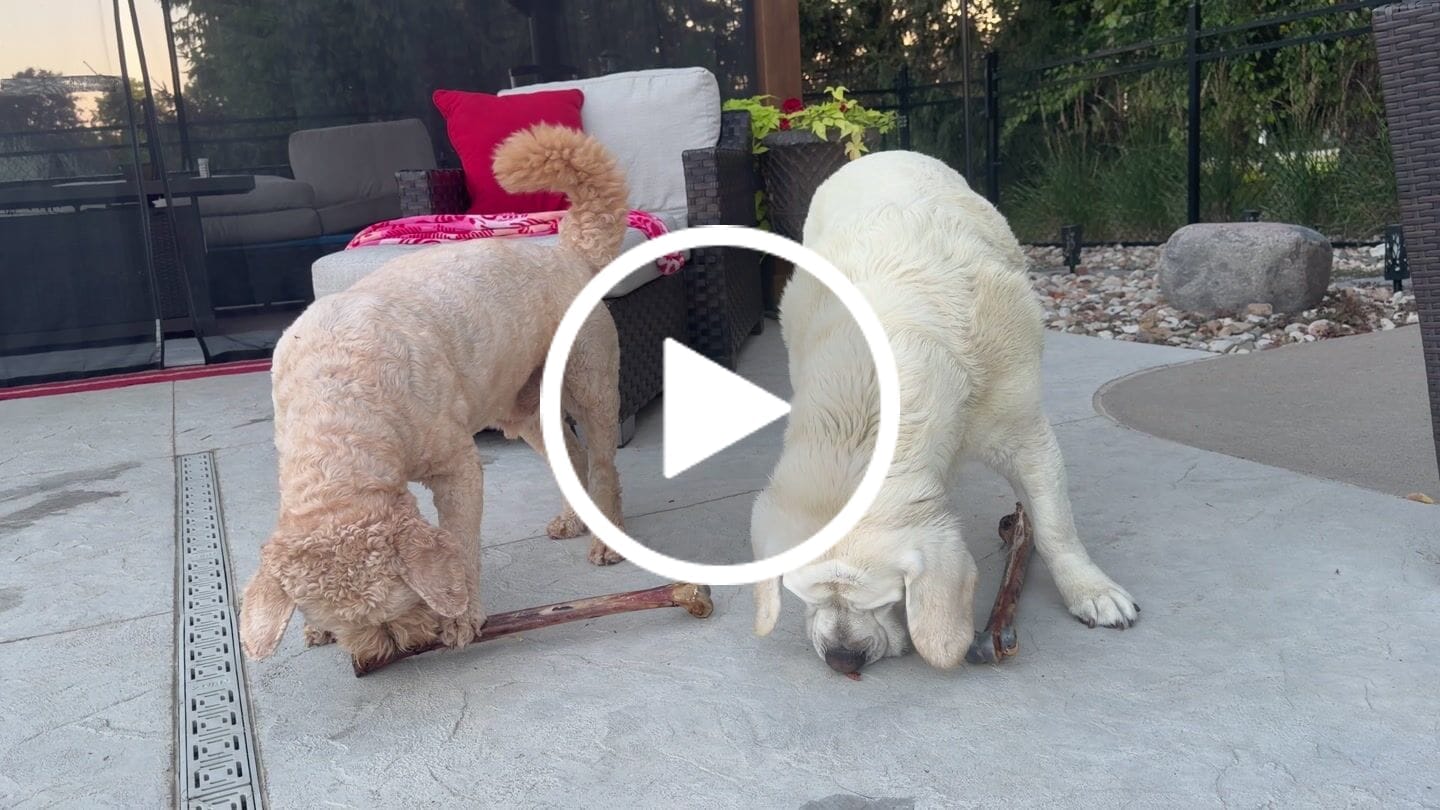 Customer video review of Ostrich Long Bone (19" x 3.5"): The Ultimate Challenge for Medium, Large & Extra-Large Dogs