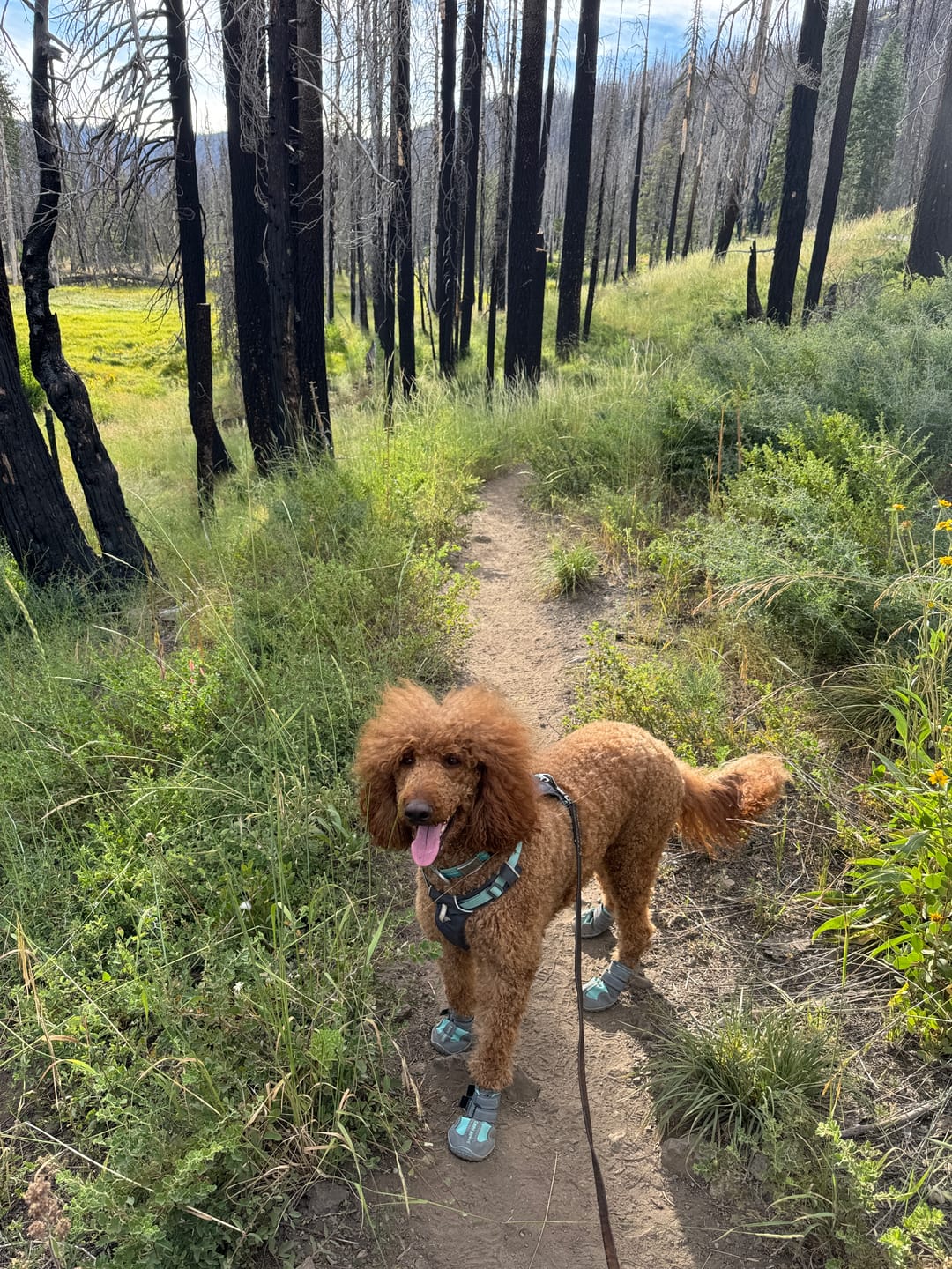 Customer photo review of Spark Paws 365 -  The All-Season Dog Shoes