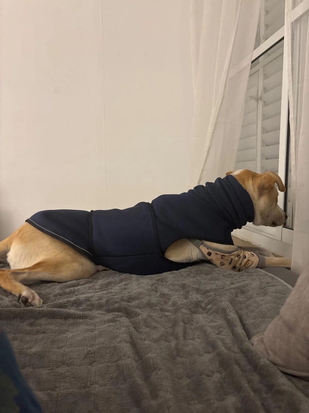 Customer photo review of CalmPaws — Anti Anxiety Calming Vest for Dogs