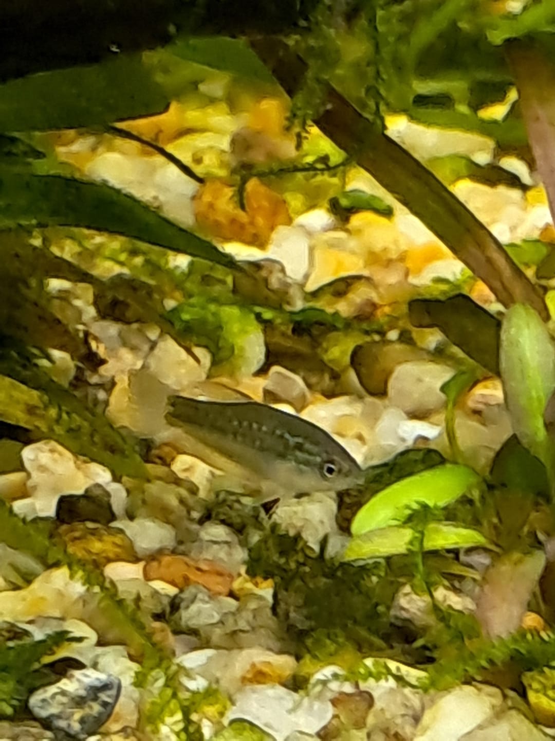 Customer photo review of Sparkling Pygmy Gourami (Trichopsis pumila)