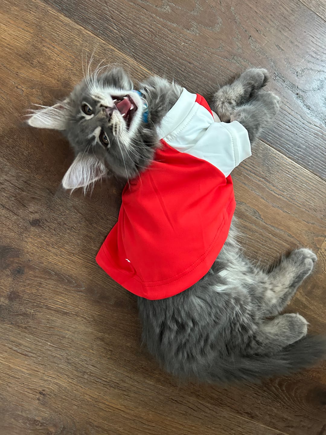 Customer photo review of The Arsenal Pet Kit