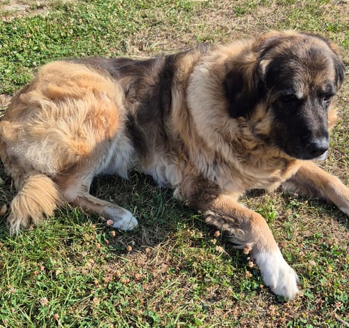 Der ältere Sarplaninac-Hund einer Kundin liegt nach der Fütterung mit Lucky Belly Topping ruhig im Gras.