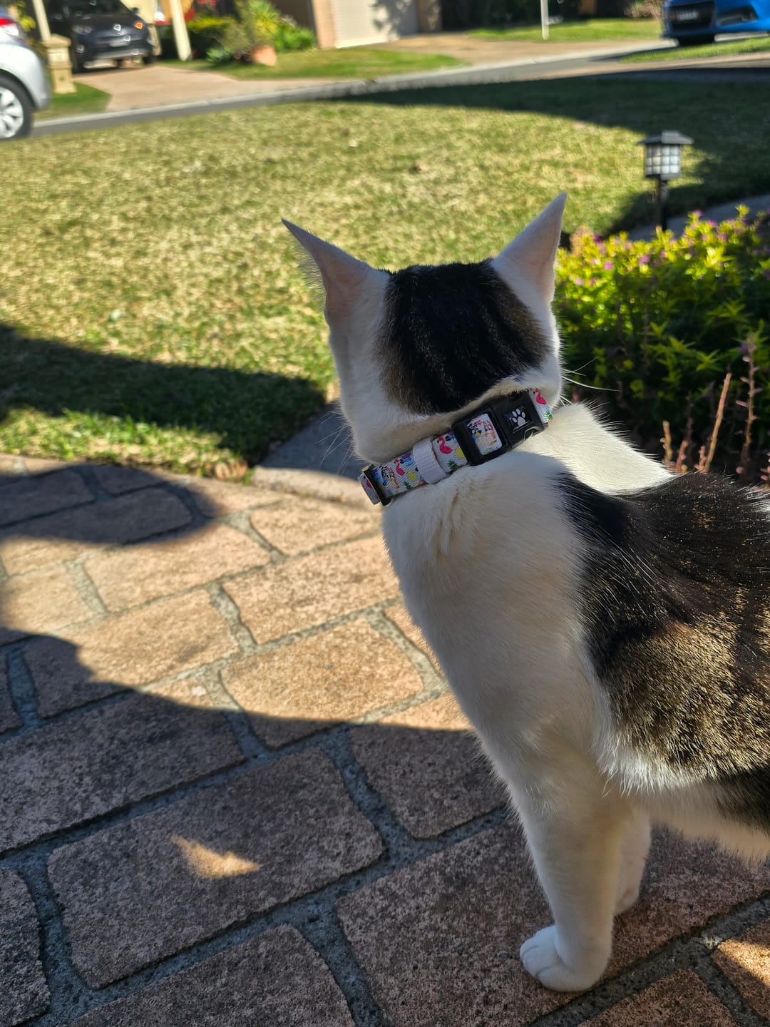 Customer photo review of COLLAR - BEACH BLUEY