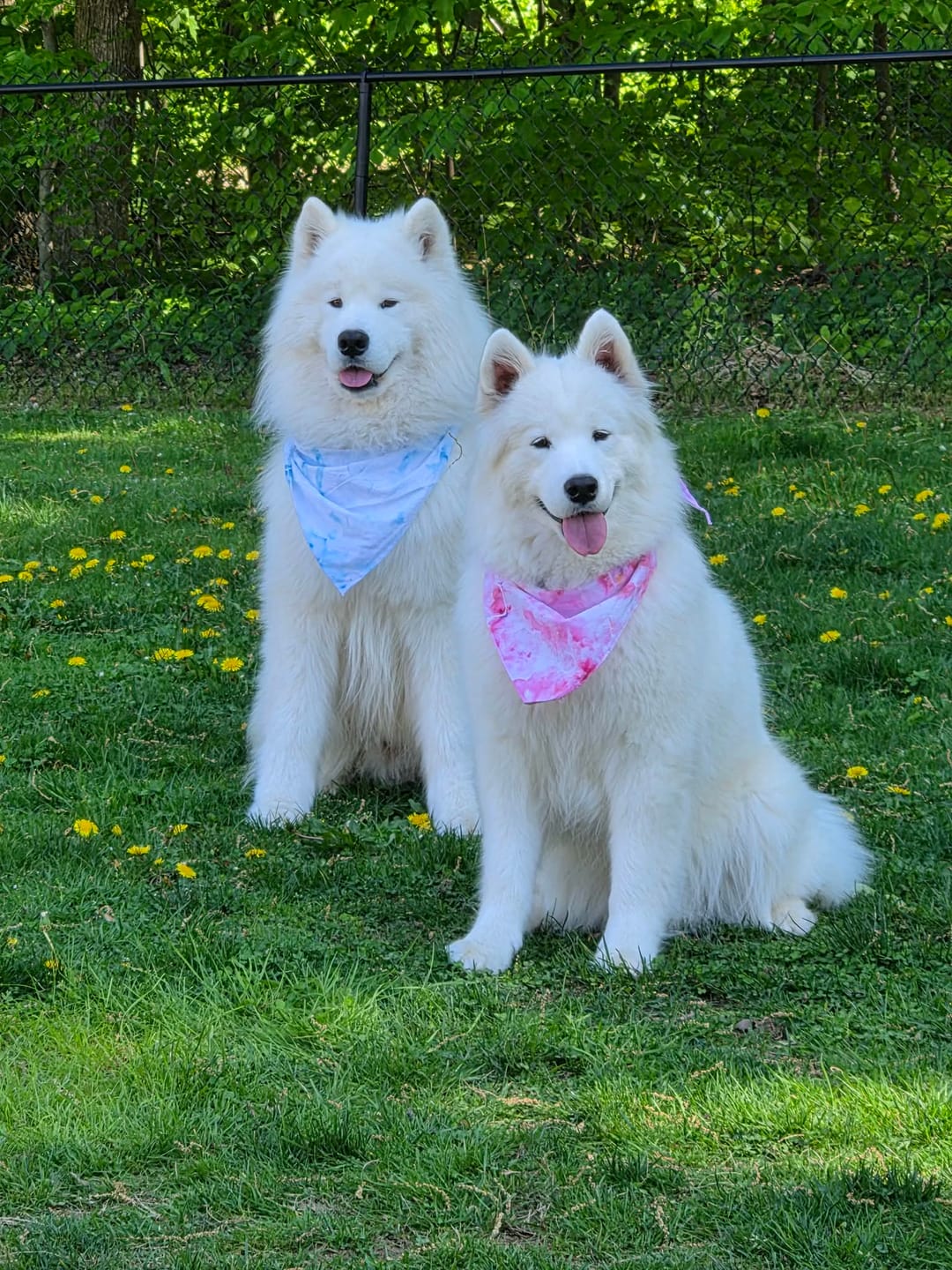 Customer photo review of Fetch Dog Food Supplement