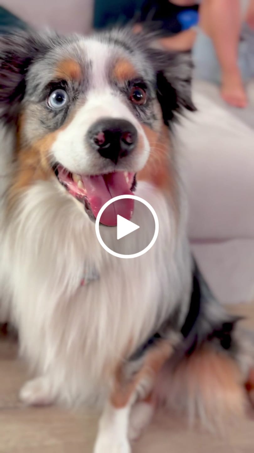 Customer video review of Astrodash - Silent Dog ID Tag
