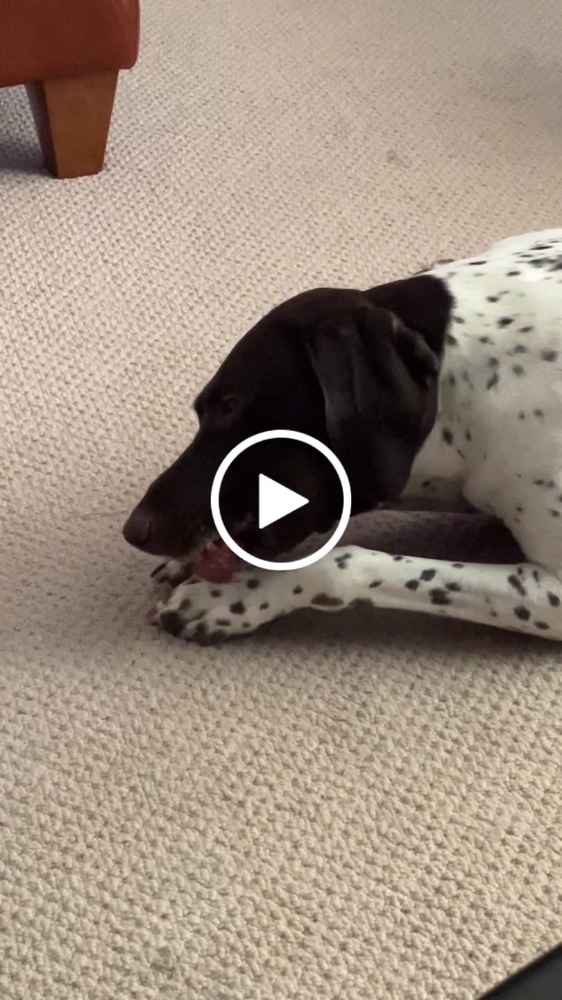 Customer video review of Pumpkin Himalayan Yak Chews | Long-Lasting Natural Dog Chew