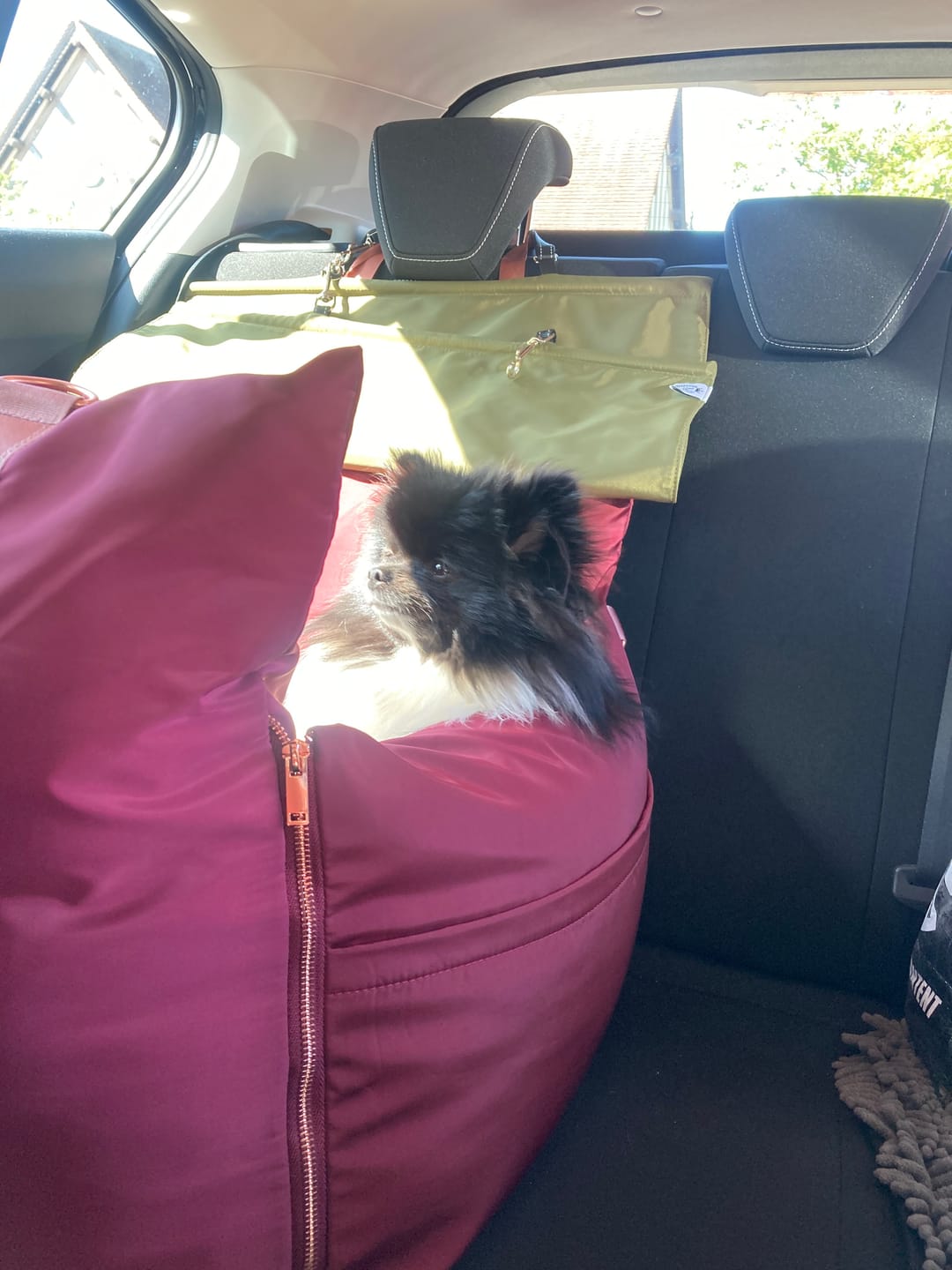 Customer photo review of Travel Dog Pod - Rosewood