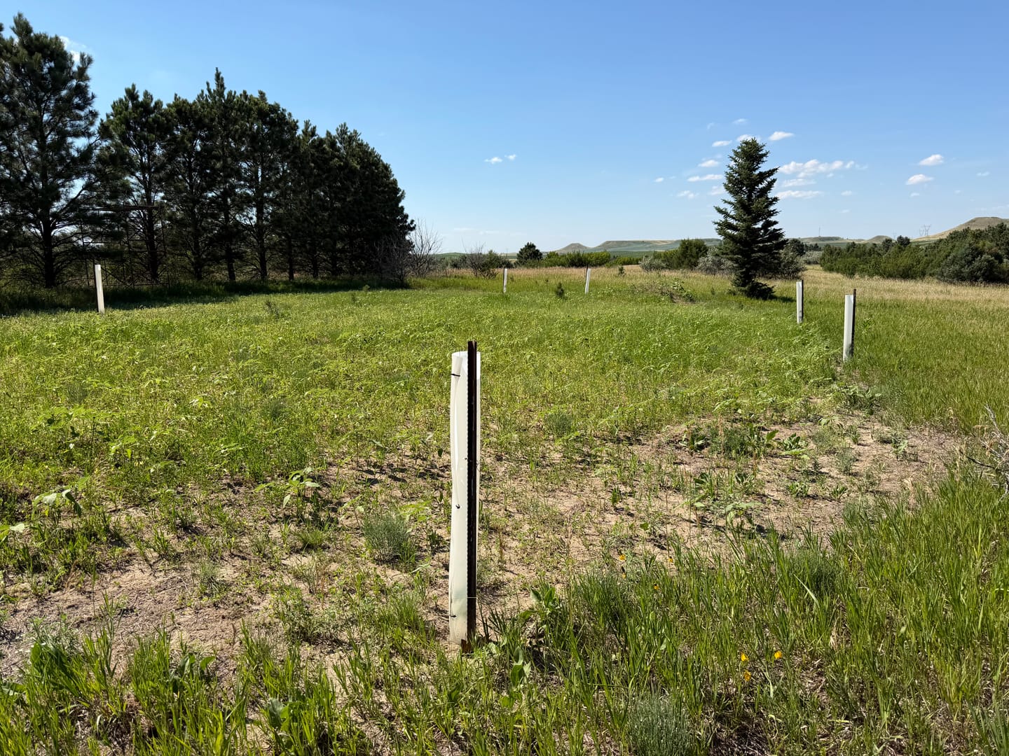 Customer photo review of Whitetail Hill Clover