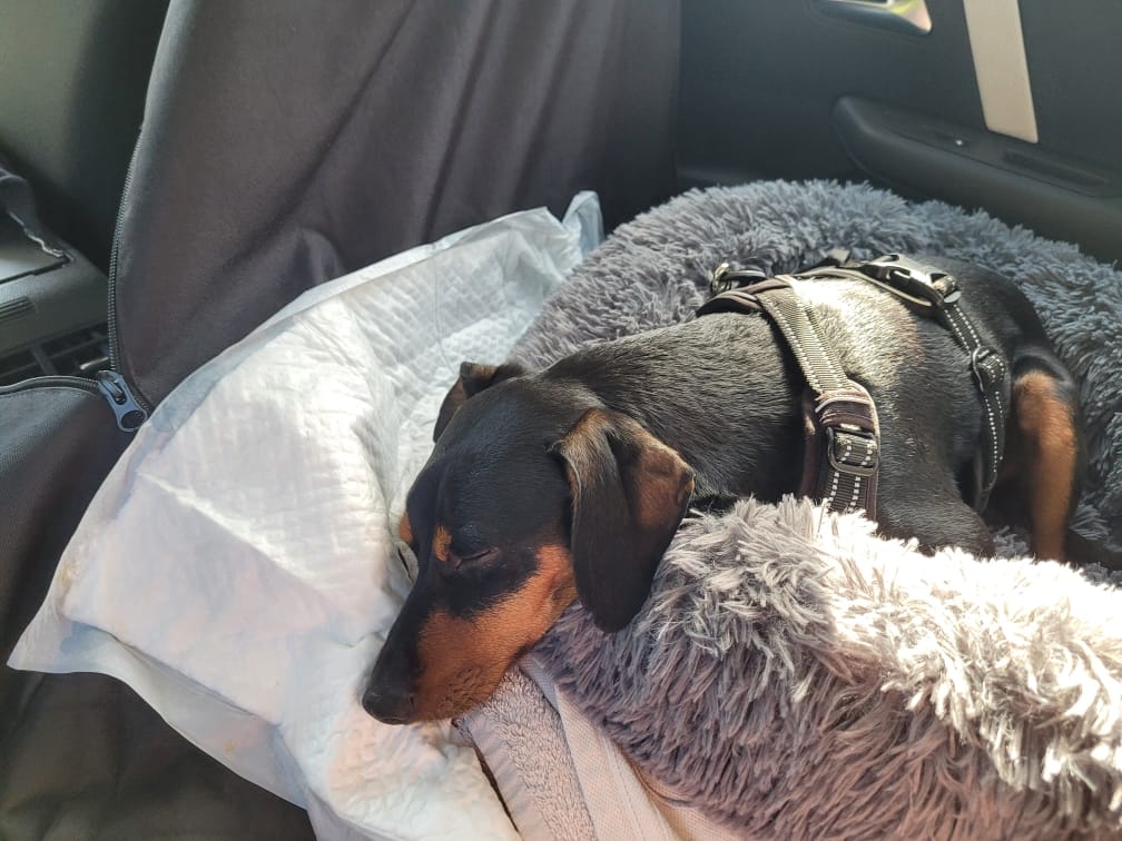 Customer photo review of Croquettes Poulet & Citrouille - Chien Petite Race