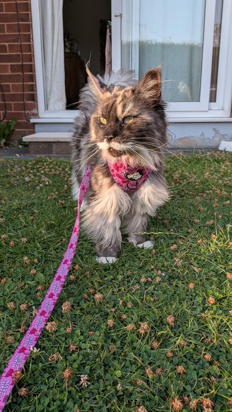 Customer photo review of Needy bi**h harness