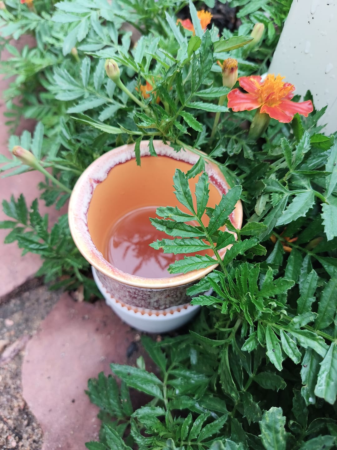 Customer photo review of Grapefruit Cup 16oz