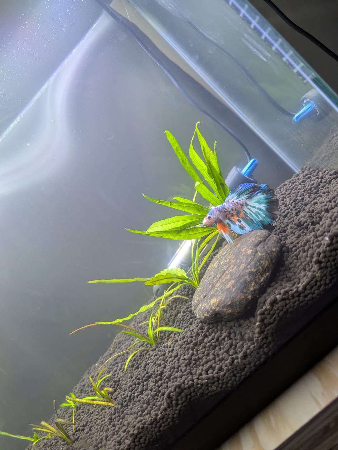 Customer photo review of Fancy Halfmoon Male Betta Fish High Grade | Buy 4 Get 1 Free | Mystery Betta